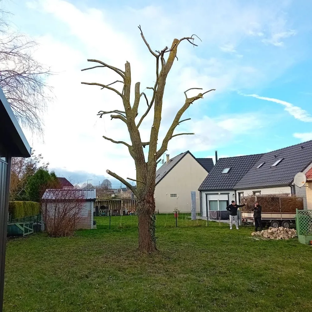 Élagage arbre résultat équipe — Zacharie Élagage Doué-en-Anjou